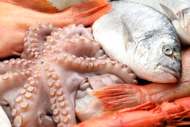 Whole fresh raw octopus, fish and other sea food as background, closeup