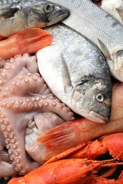 Whole fresh raw octopus, fish and other sea food as background, closeup