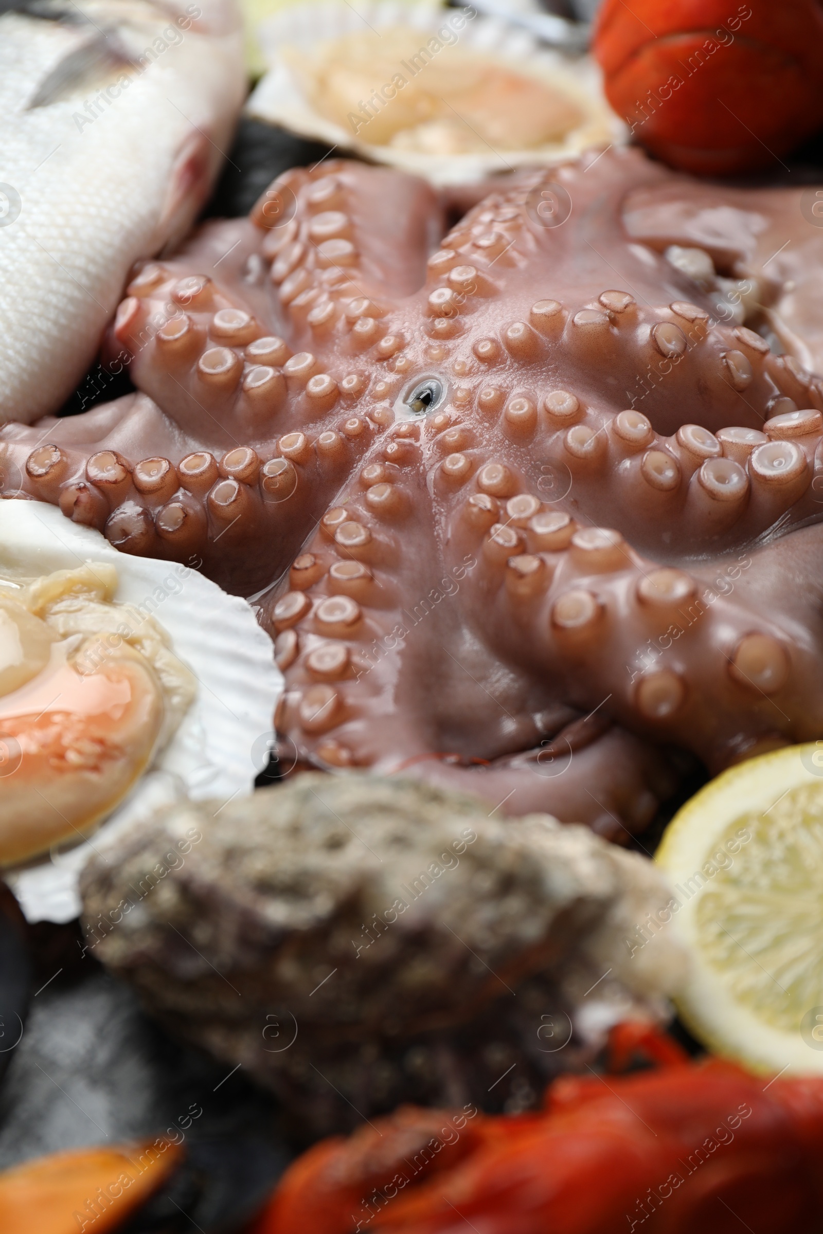 Photo of Whole fresh raw octopus and different sea food as background, closeup