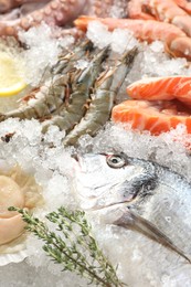 Fresh fish and other sea food on ice, closeup