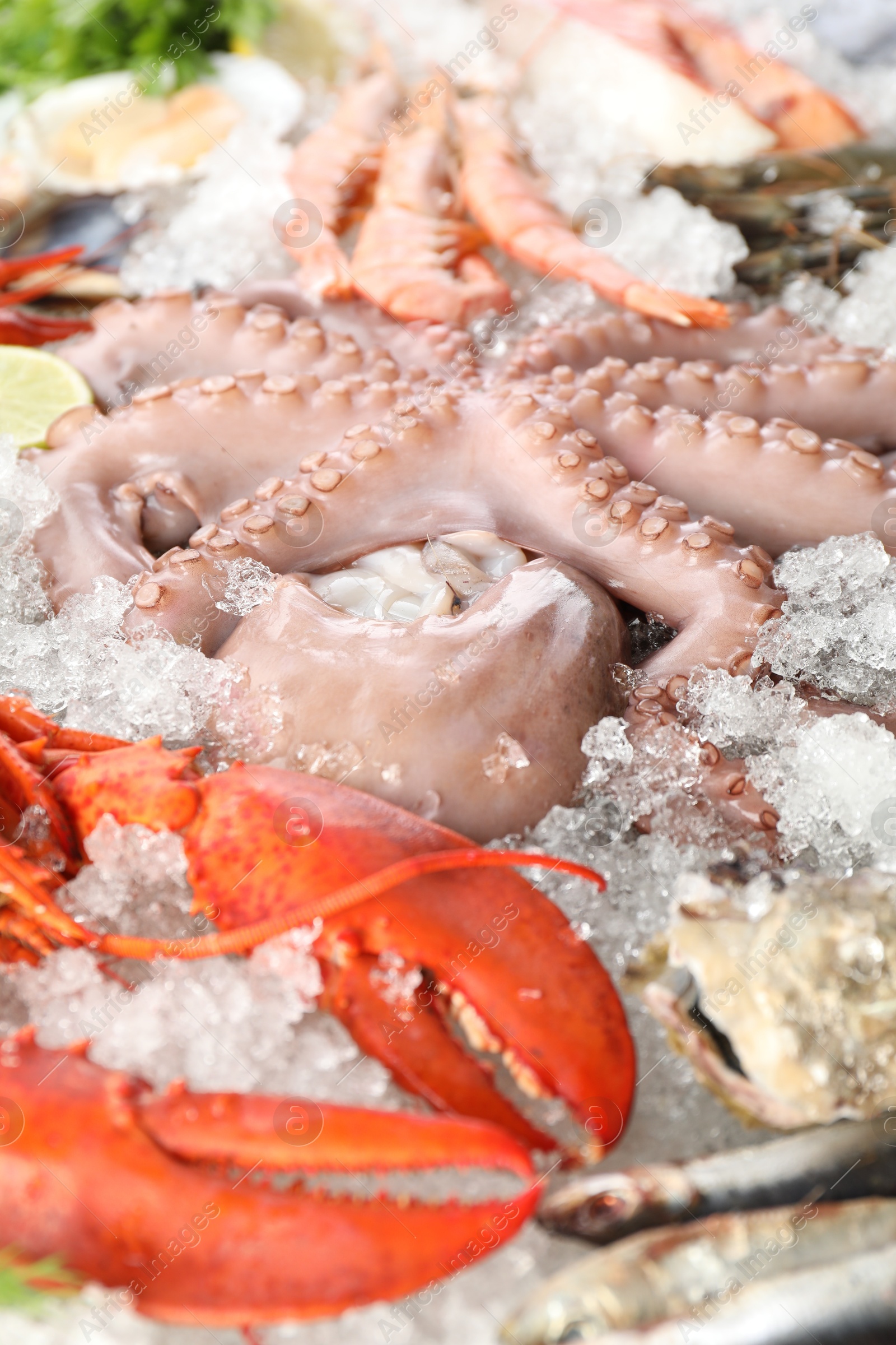 Photo of Fresh raw lobster and different sea food on ice, closeup