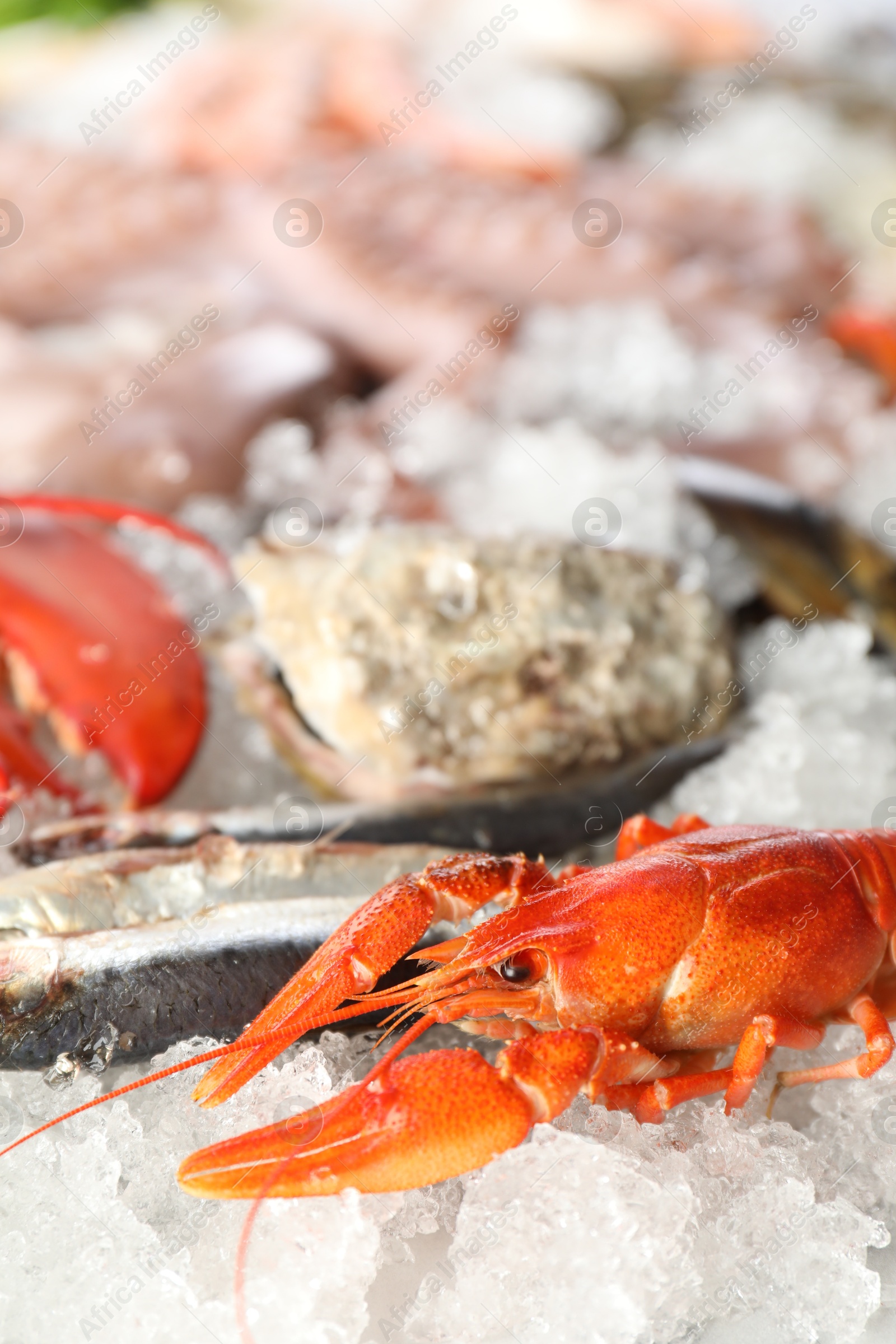 Photo of Fresh raw lobster and different sea food on ice, closeup