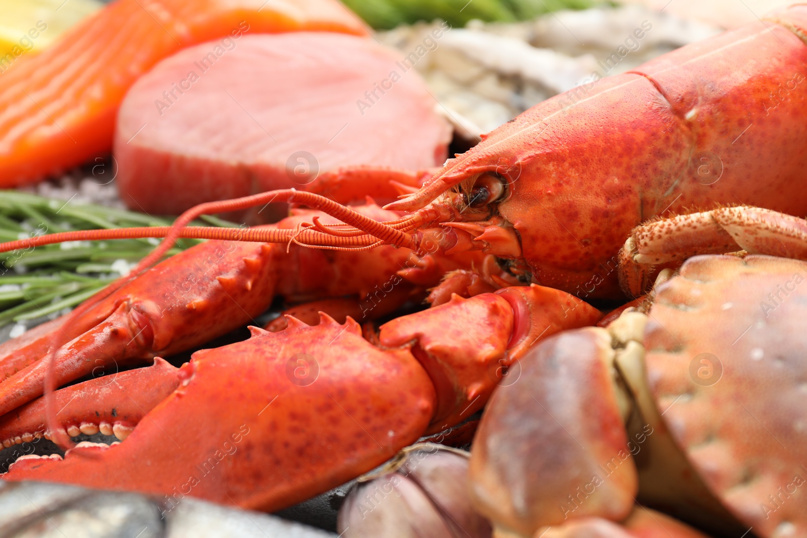 Photo of Lobster and other sea food on table, closeup