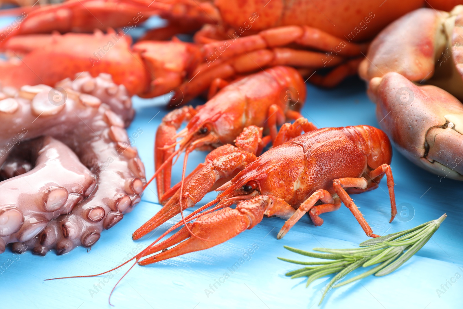 Photo of Different sea food on light blue wooden table, closeup