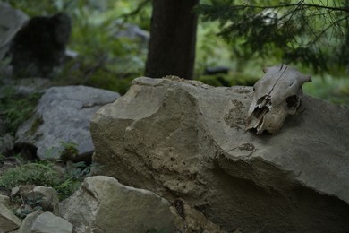 Photo of Scull of cow on stone in forest