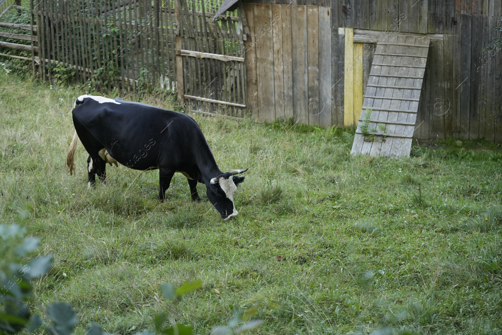 Photo of Beautiful cow grazing on green grass outdoors