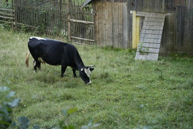 Beautiful cow grazing on green grass outdoors