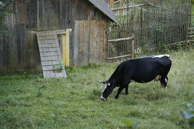 Photo of Beautiful cow grazing on green grass outdoors