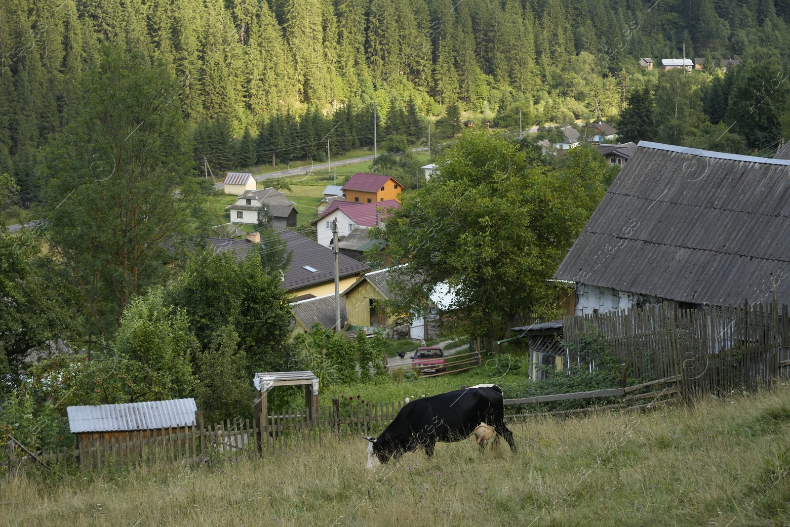 Photo of Beautiful cow grazing on green grass near mountain village