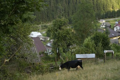 Beautiful cow grazing on green grass near mountain village