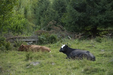 Photo of Beautiful cows grazing on green grass outdoors