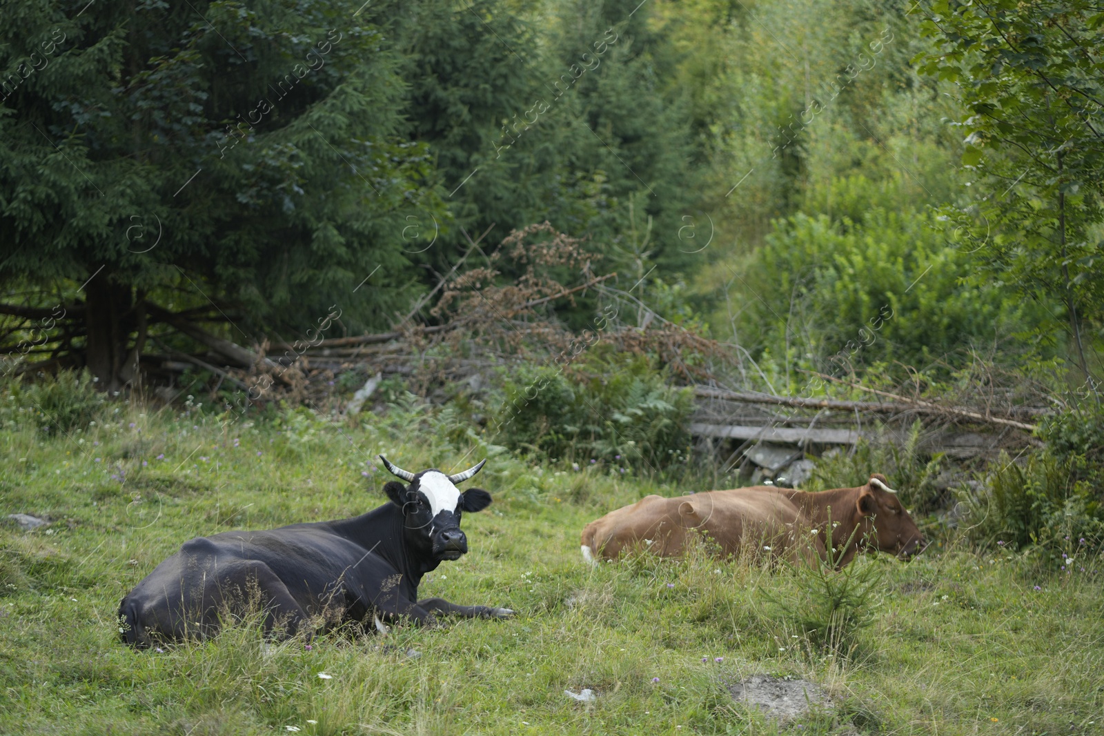 Photo of Beautiful cows grazing on green grass outdoors