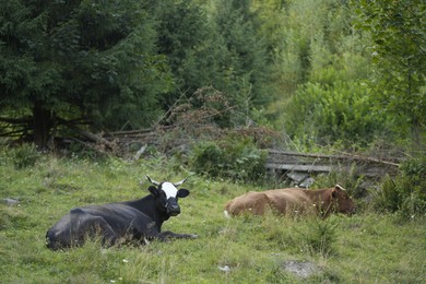 Beautiful cows grazing on green grass outdoors