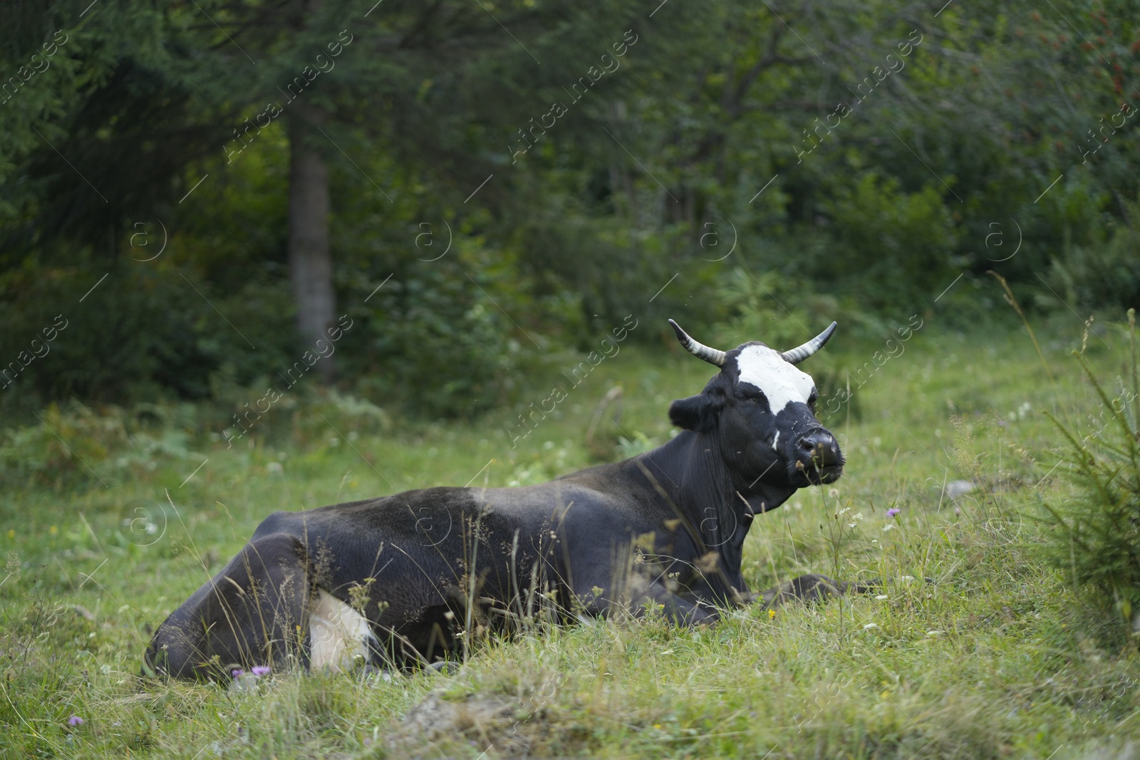 Photo of Beautiful cow grazing on green grass outdoors