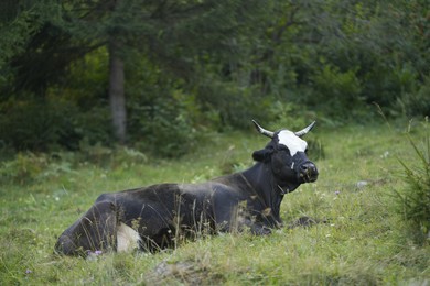 Photo of Beautiful cow grazing on green grass outdoors