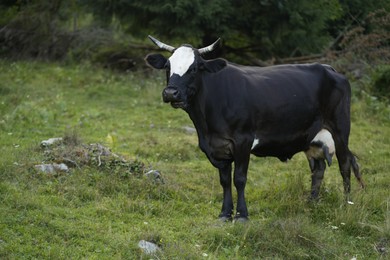 Beautiful cow grazing on green grass outdoors