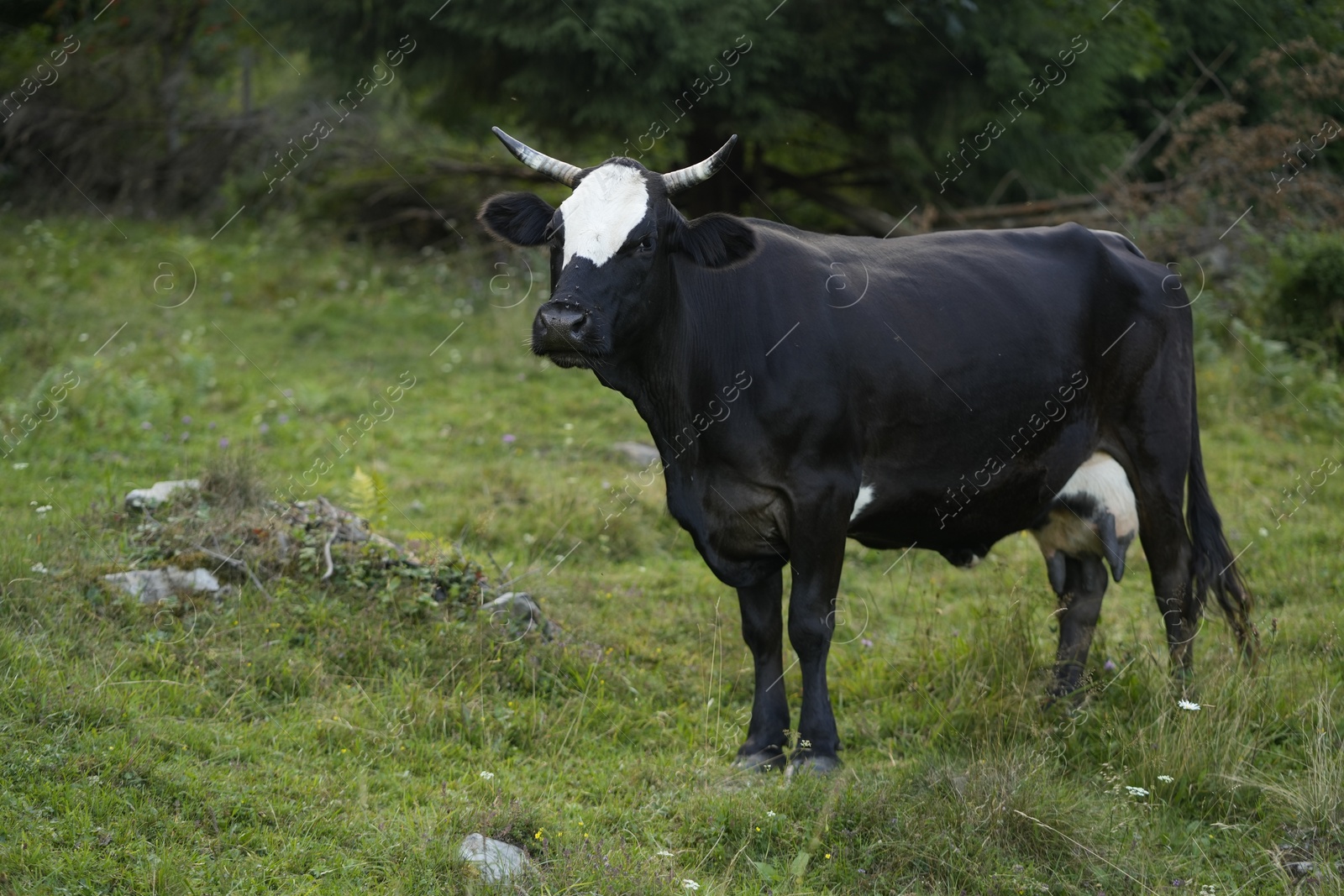 Photo of Beautiful cow grazing on green grass outdoors