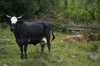 Beautiful cows grazing on green grass outdoors