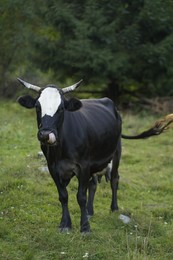 Beautiful cow grazing on green grass outdoors