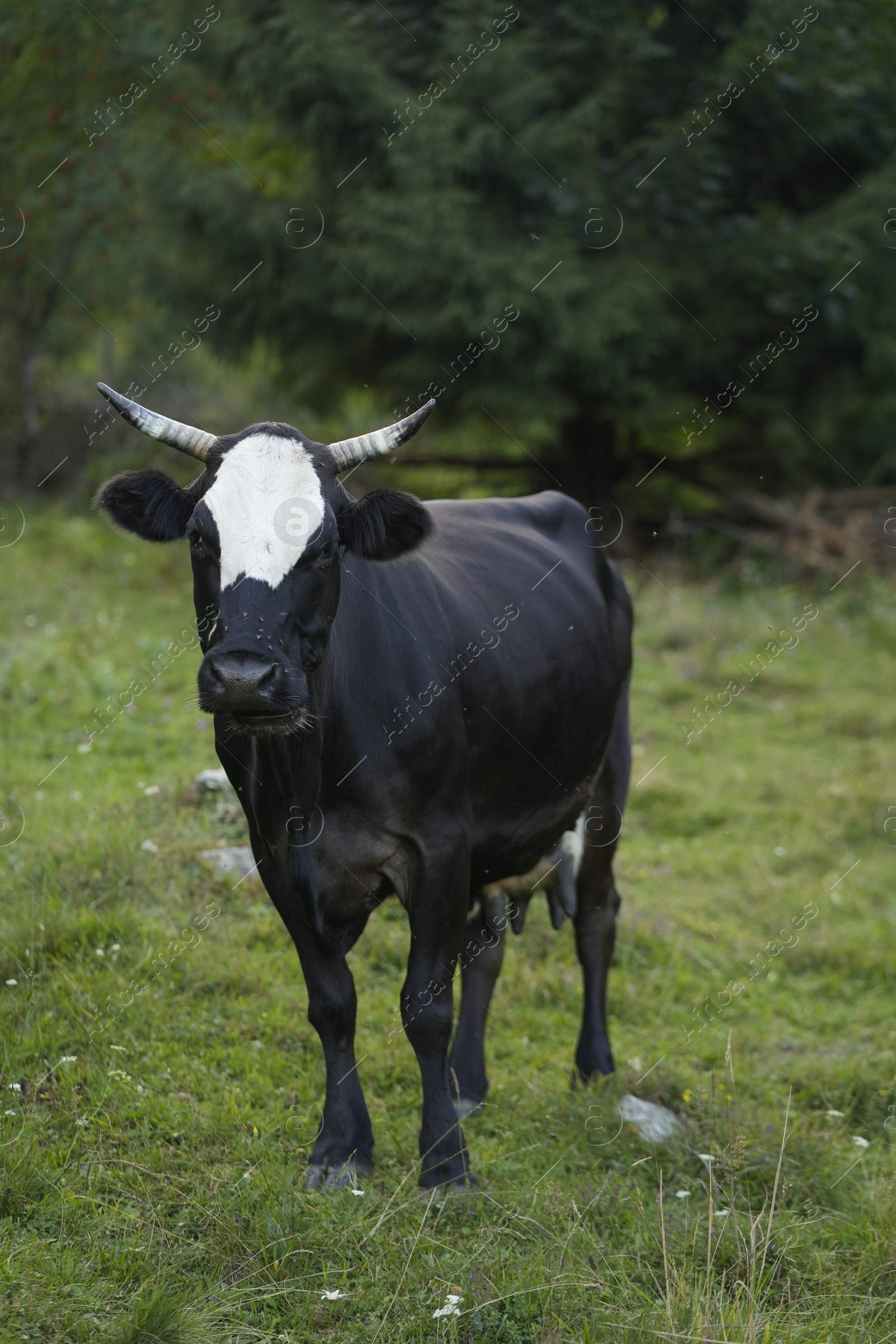 Photo of Beautiful cow grazing on green grass outdoors