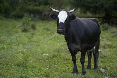 Beautiful cow grazing on green grass outdoors