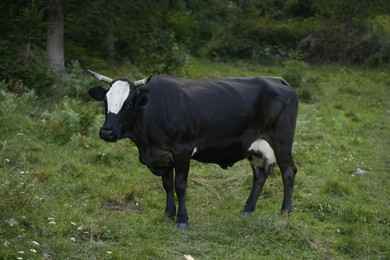 Photo of Beautiful cow grazing on green grass outdoors