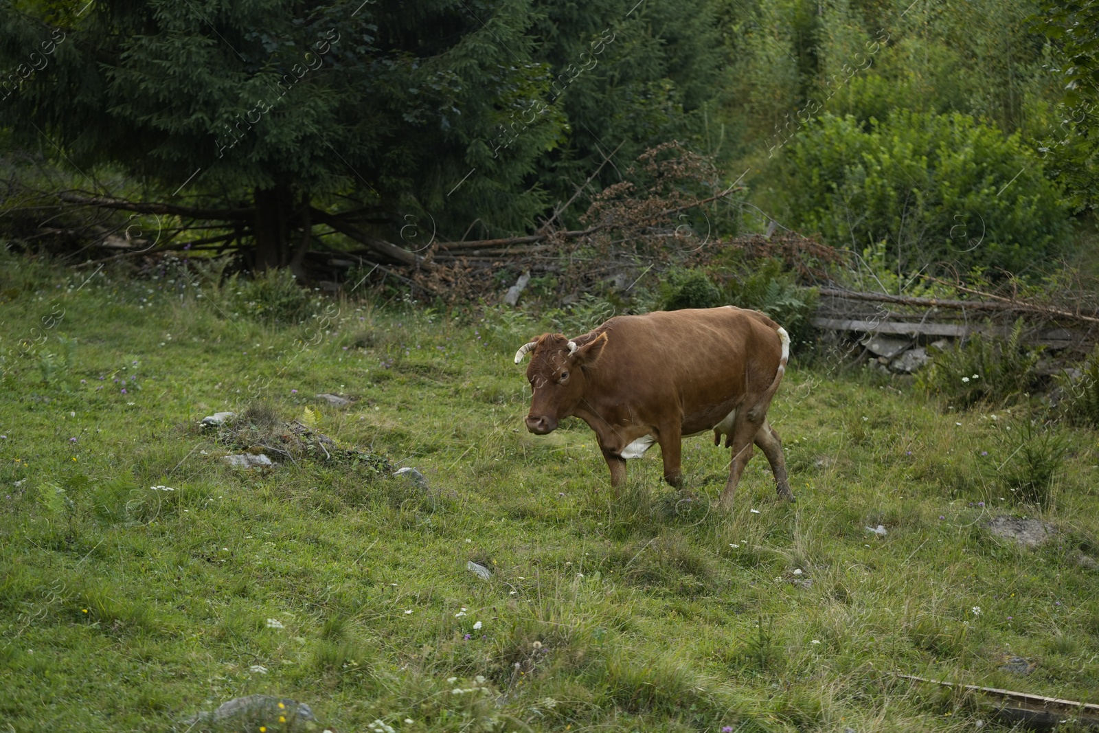 Photo of Beautiful cow grazing on green grass outdoors