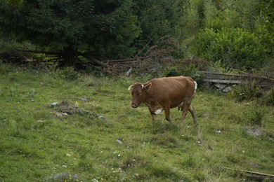 Beautiful cow grazing on green grass outdoors