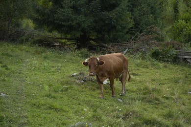 Photo of Beautiful cow grazing on green grass outdoors