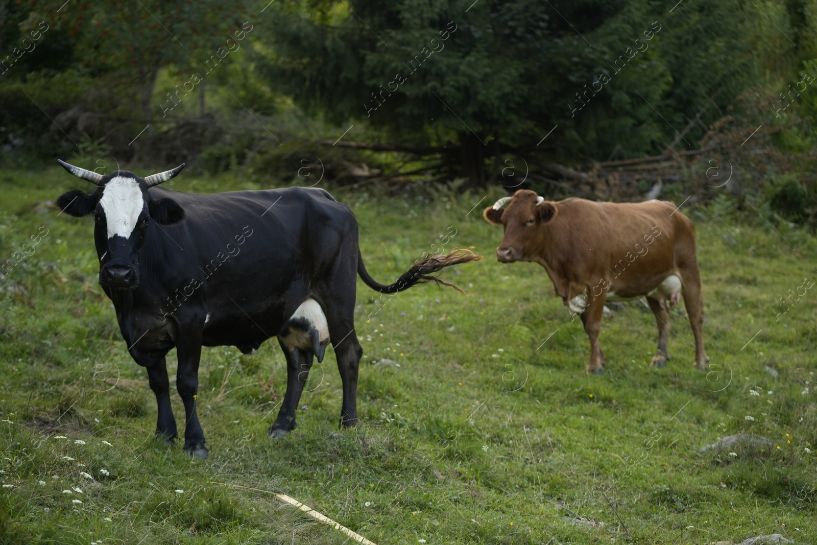 Photo of Beautiful cows grazing on green grass outdoors