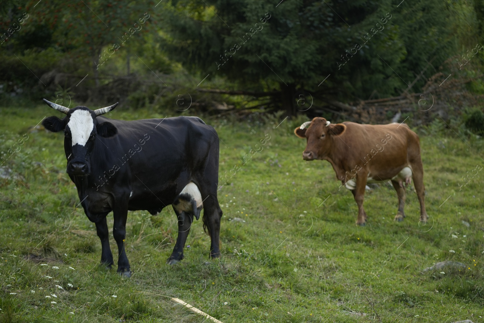 Photo of Beautiful cows grazing on green grass outdoors