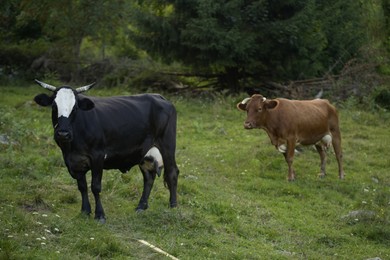 Beautiful cows grazing on green grass outdoors