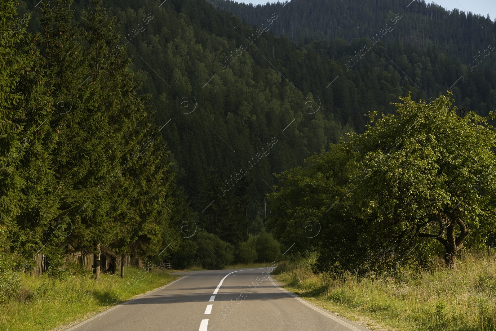 Photo of Beautiful view of green trees and asphalt road in mountains