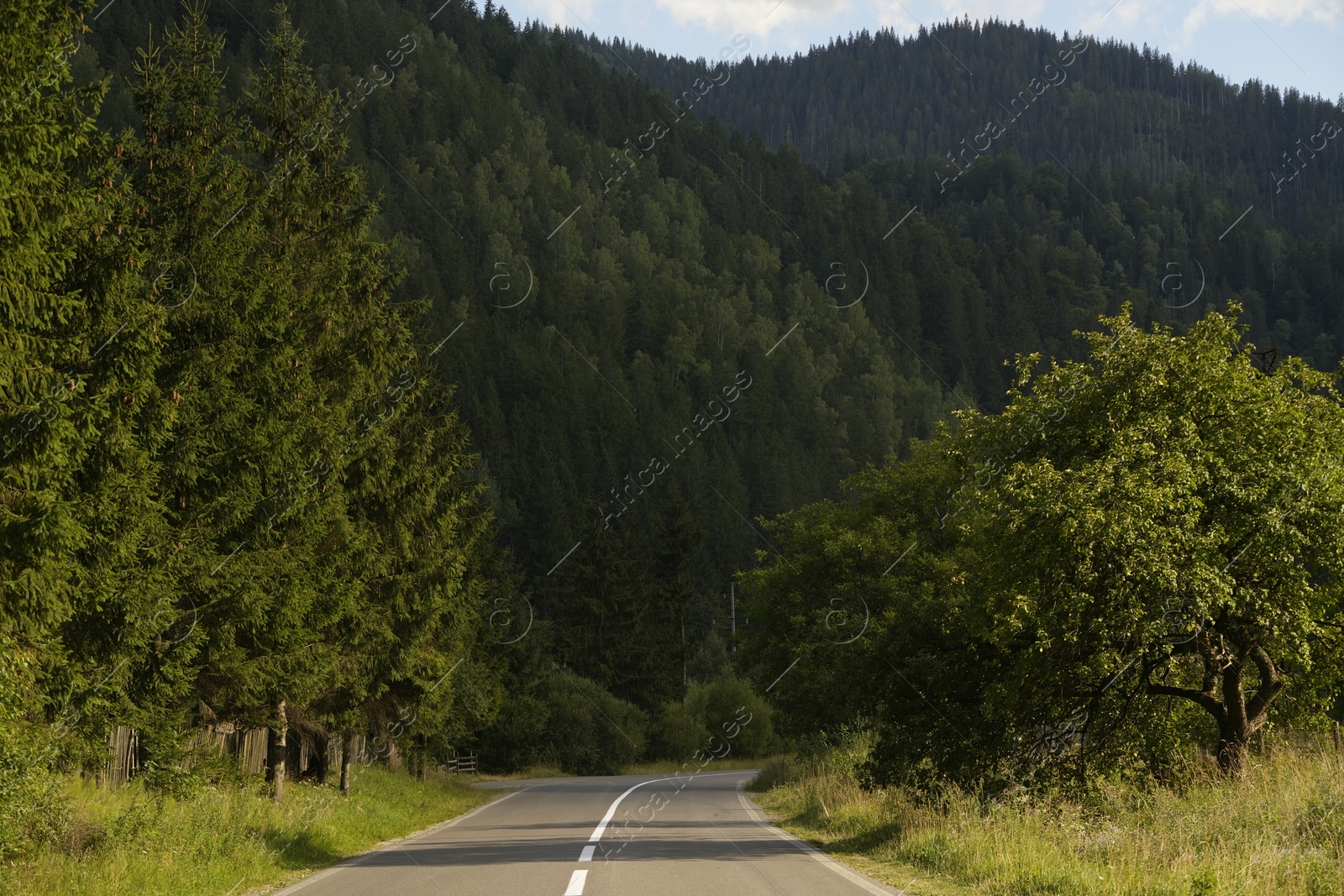 Photo of Beautiful view of green trees and asphalt road in mountains