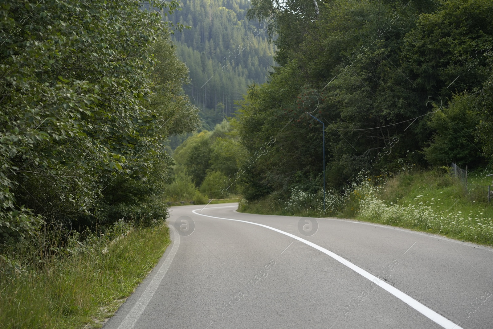 Photo of Beautiful view of green trees and asphalt road in mountains