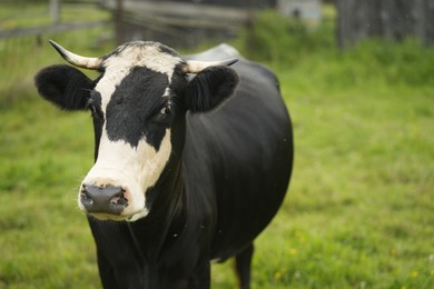 Photo of Beautiful cow grazing on green grass outdoors