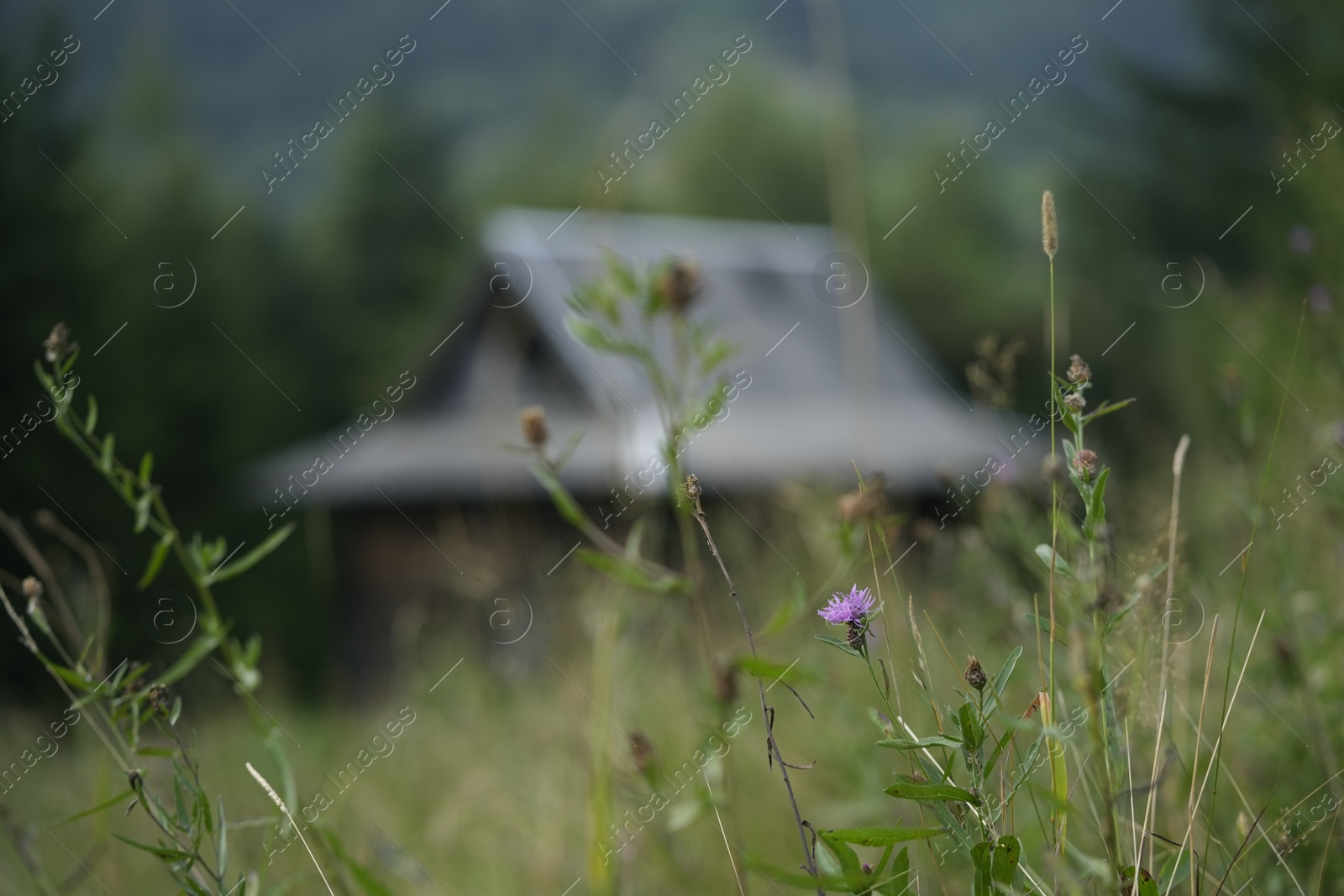 Photo of Beautiful plants growing outdoors in mountain village, closeup