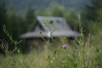 Photo of Beautiful plants growing outdoors in mountain village, closeup