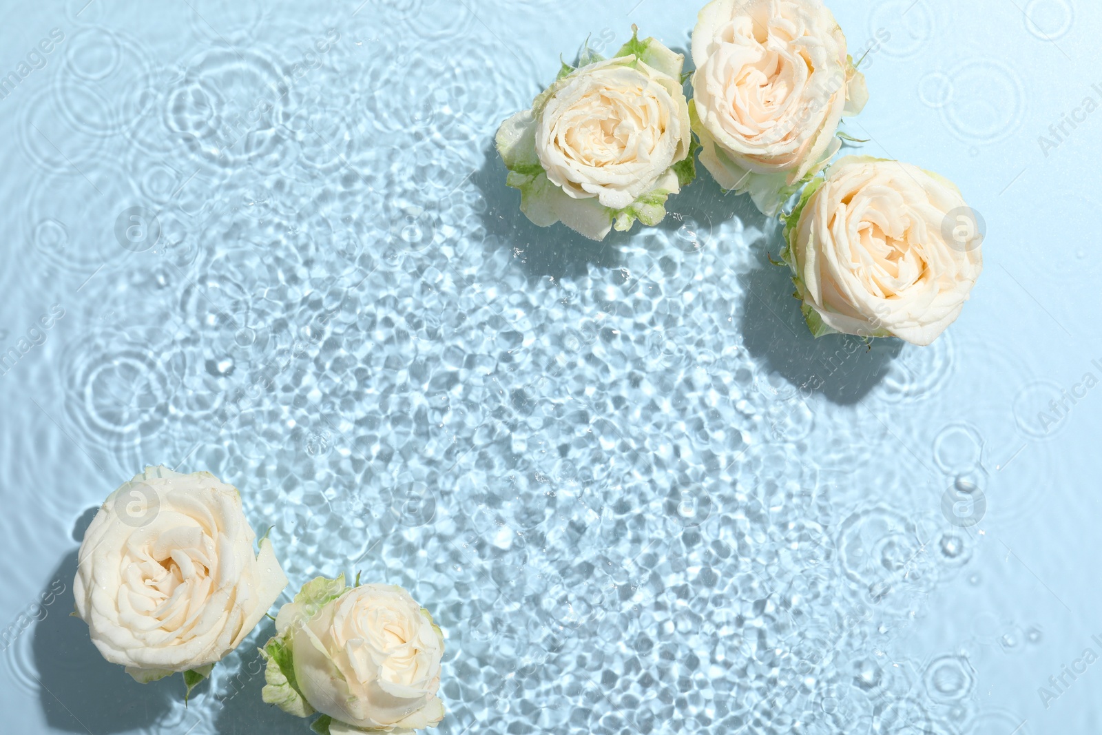 Photo of Beautiful rose flowers in water on light blue background, top view. Space for text