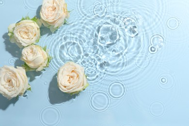 Beautiful rose flowers in water on light blue background, top view. Space for text