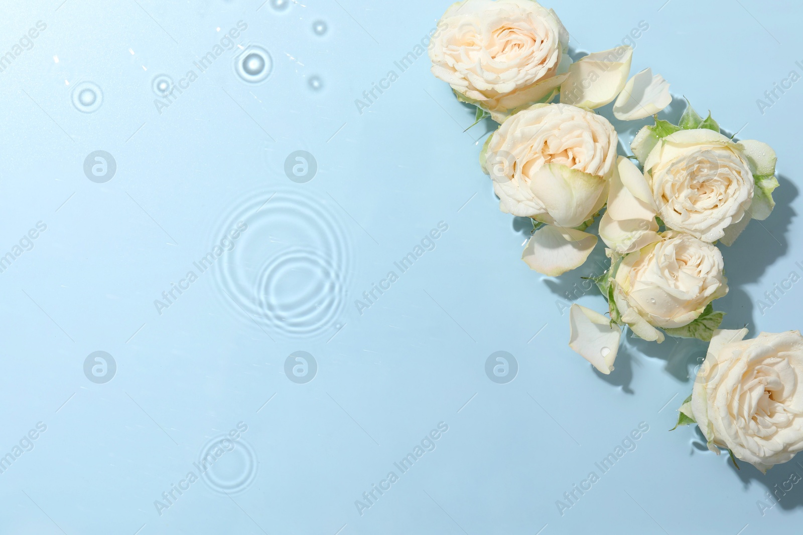 Photo of Beautiful rose flowers in water on light blue background, top view. Space for text