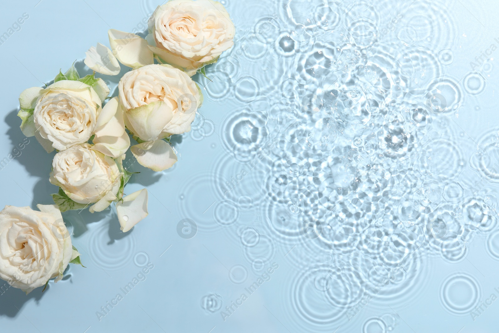 Photo of Beautiful rose flowers in water on light blue background, top view. Space for text