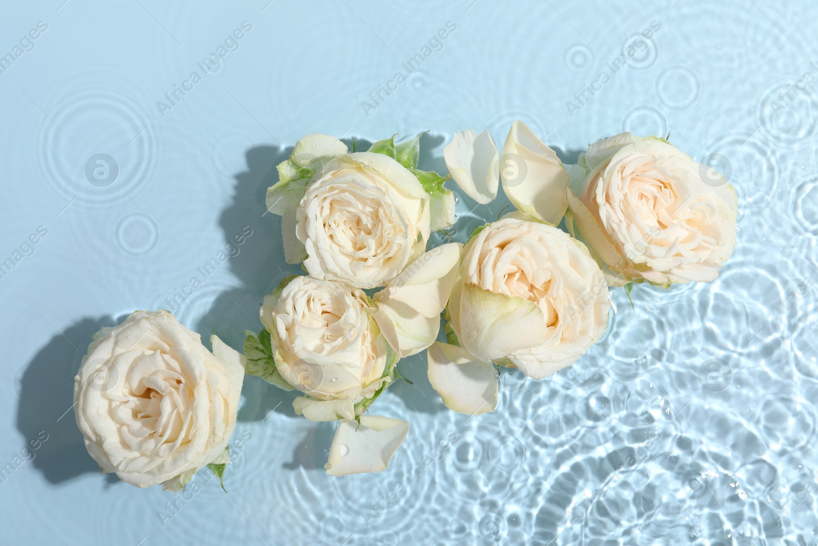 Photo of Beautiful rose flowers in water on light blue background, top view