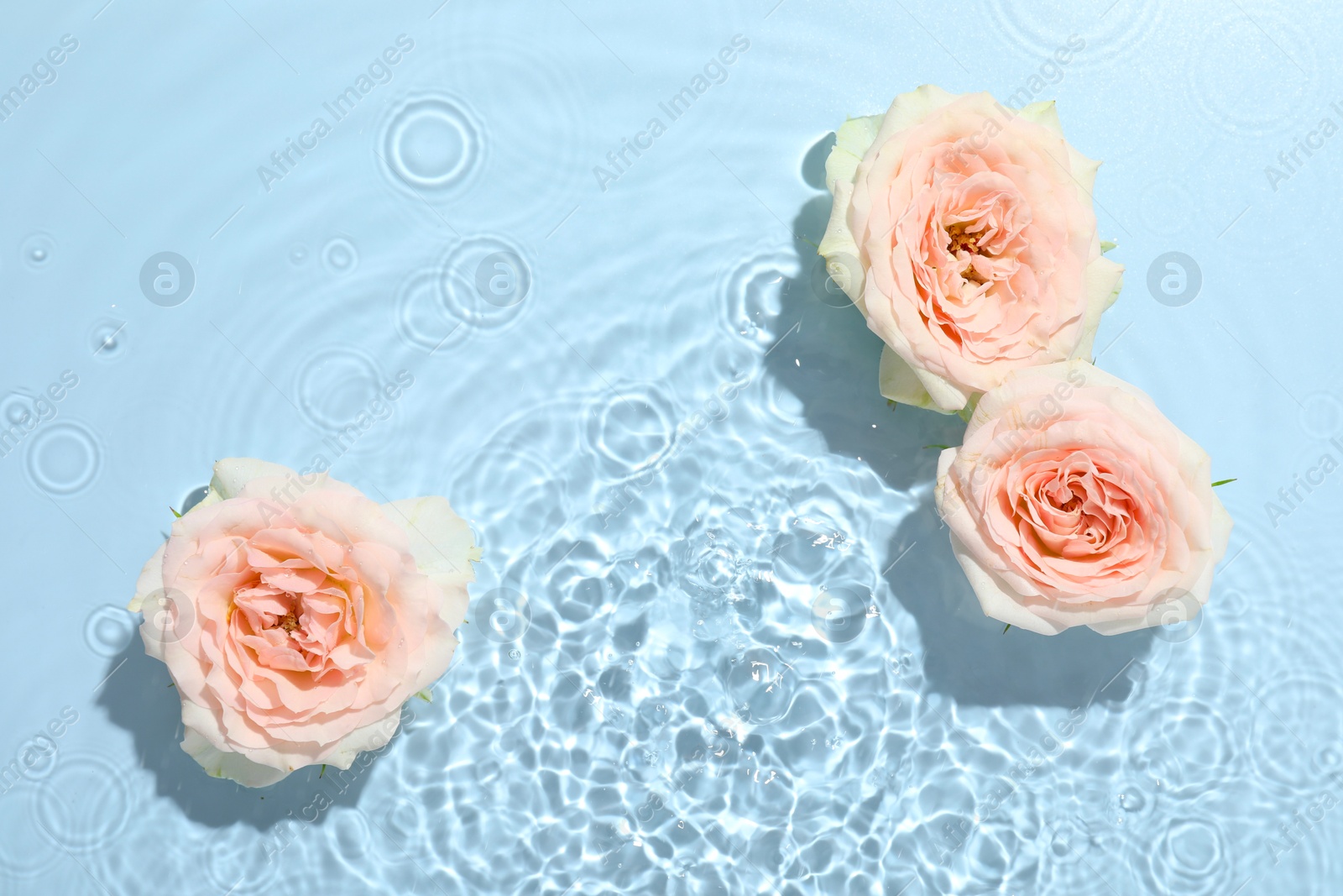 Photo of Beautiful rose flowers in water on light blue background, top view. Space for text