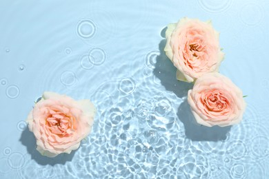 Beautiful rose flowers in water on light blue background, top view. Space for text