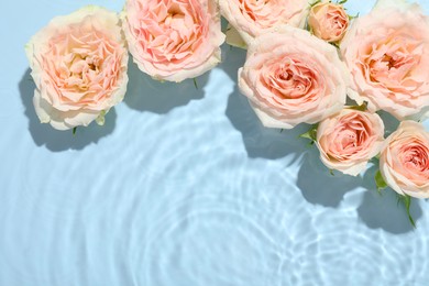 Photo of Beautiful rose flowers in water on light blue background, top view. Space for text