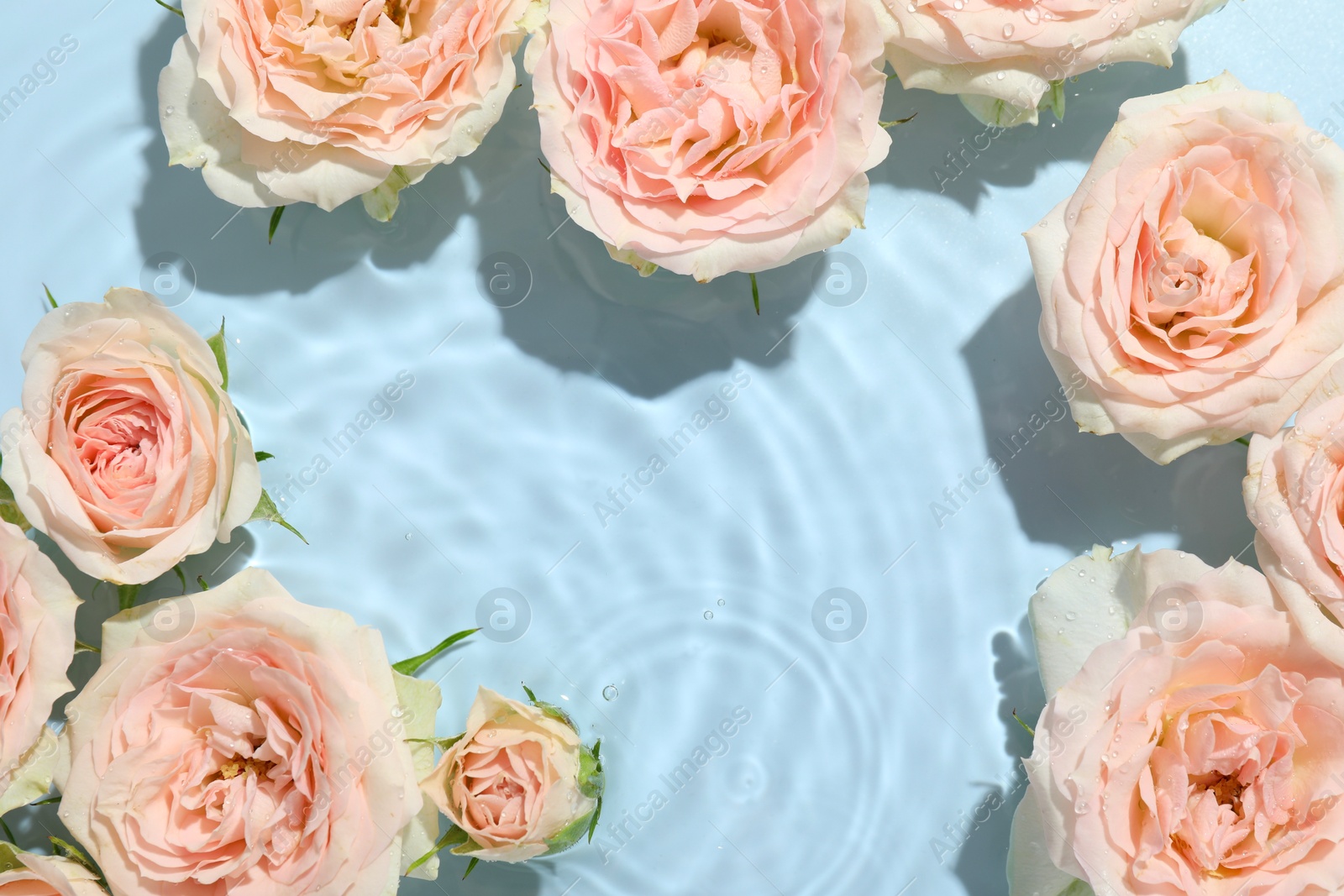 Photo of Beautiful rose flowers in water on light blue background, top view