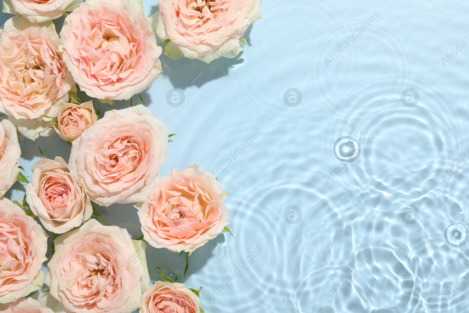 Photo of Beautiful rose flowers in water on light blue background, top view. Space for text