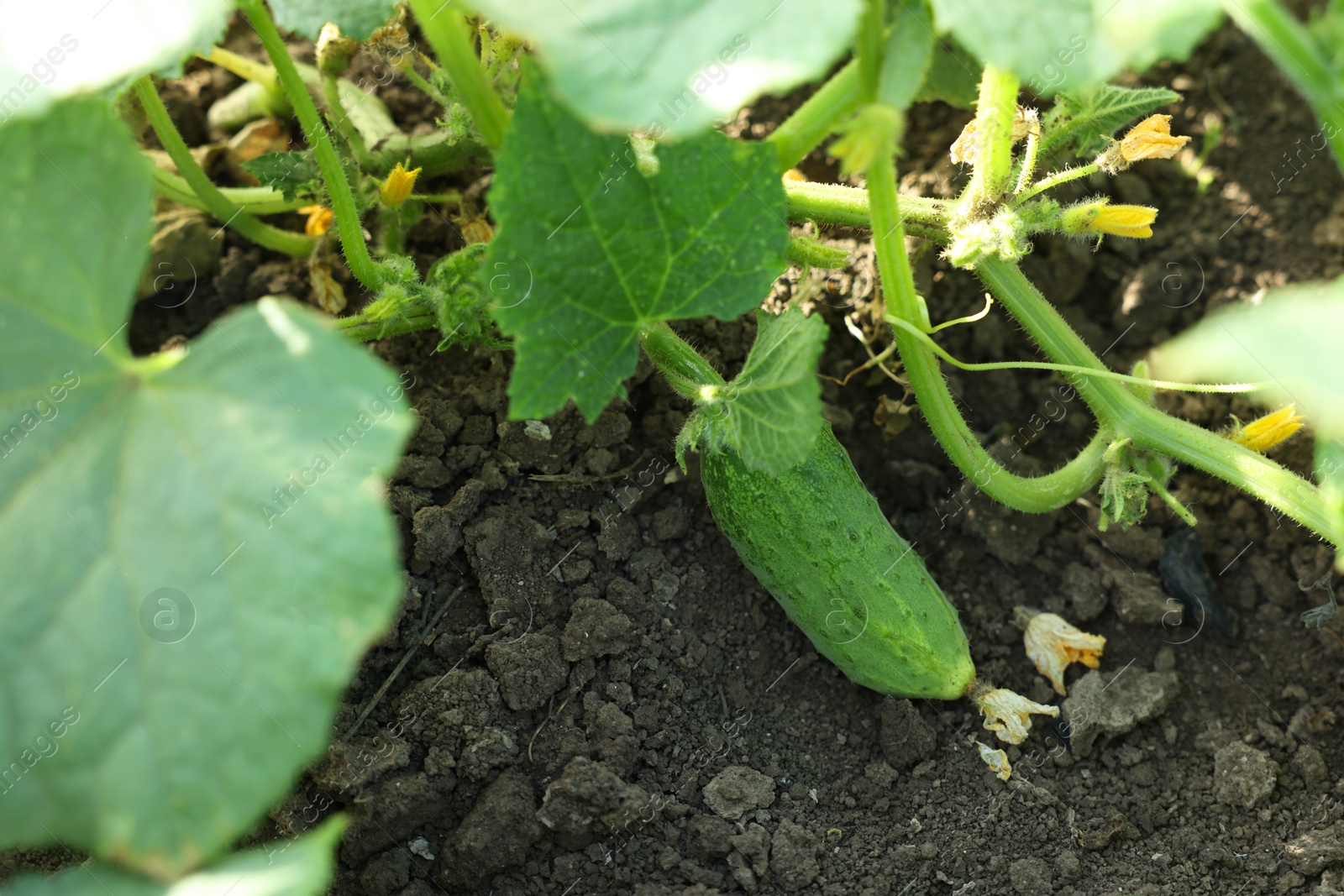 Photo of Young cucumber with leaves growing outdoors, closeup