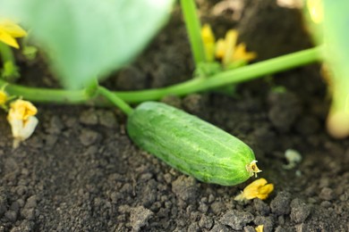 Photo of Young cucumber with leaves growing outdoors, closeup